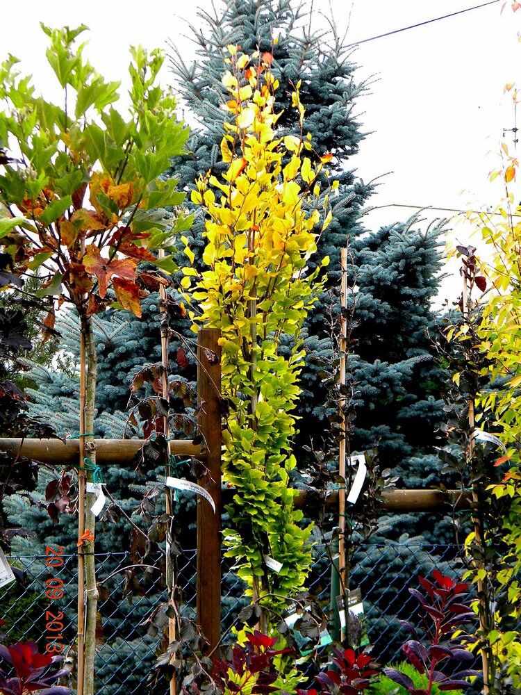 Fagus sylvatica Dawyck Gold