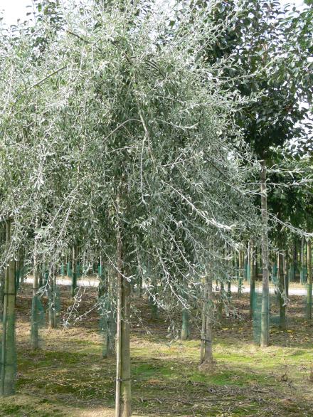 Pyrus salicifolia Pendula treursierpeer