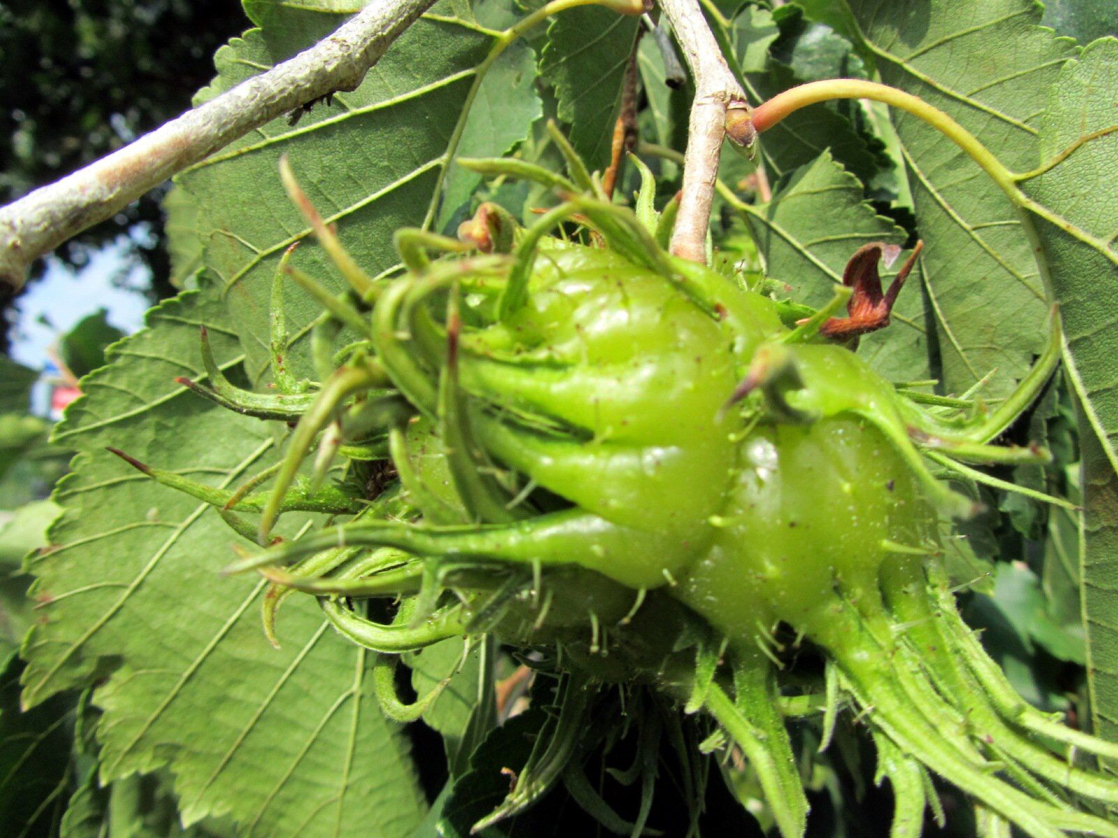Corylus colurna Turkse hazelaar