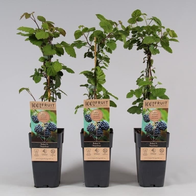 Rubus fruticosus 'Thornfree'