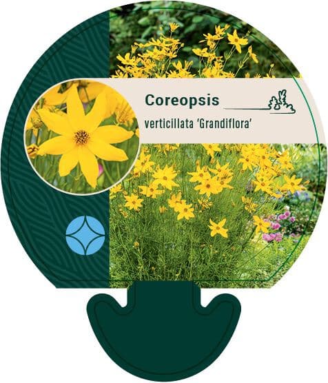 Meisjesogen Coreopsis verticillata Grandiflora Borderplant