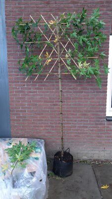 Leiboom Liquidambar styraciflua Worplesdon Leiamberboom