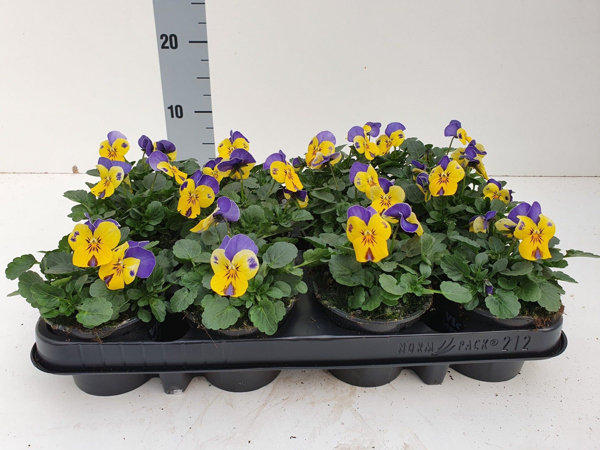 Bosviool geel blauw Viola Cornuta