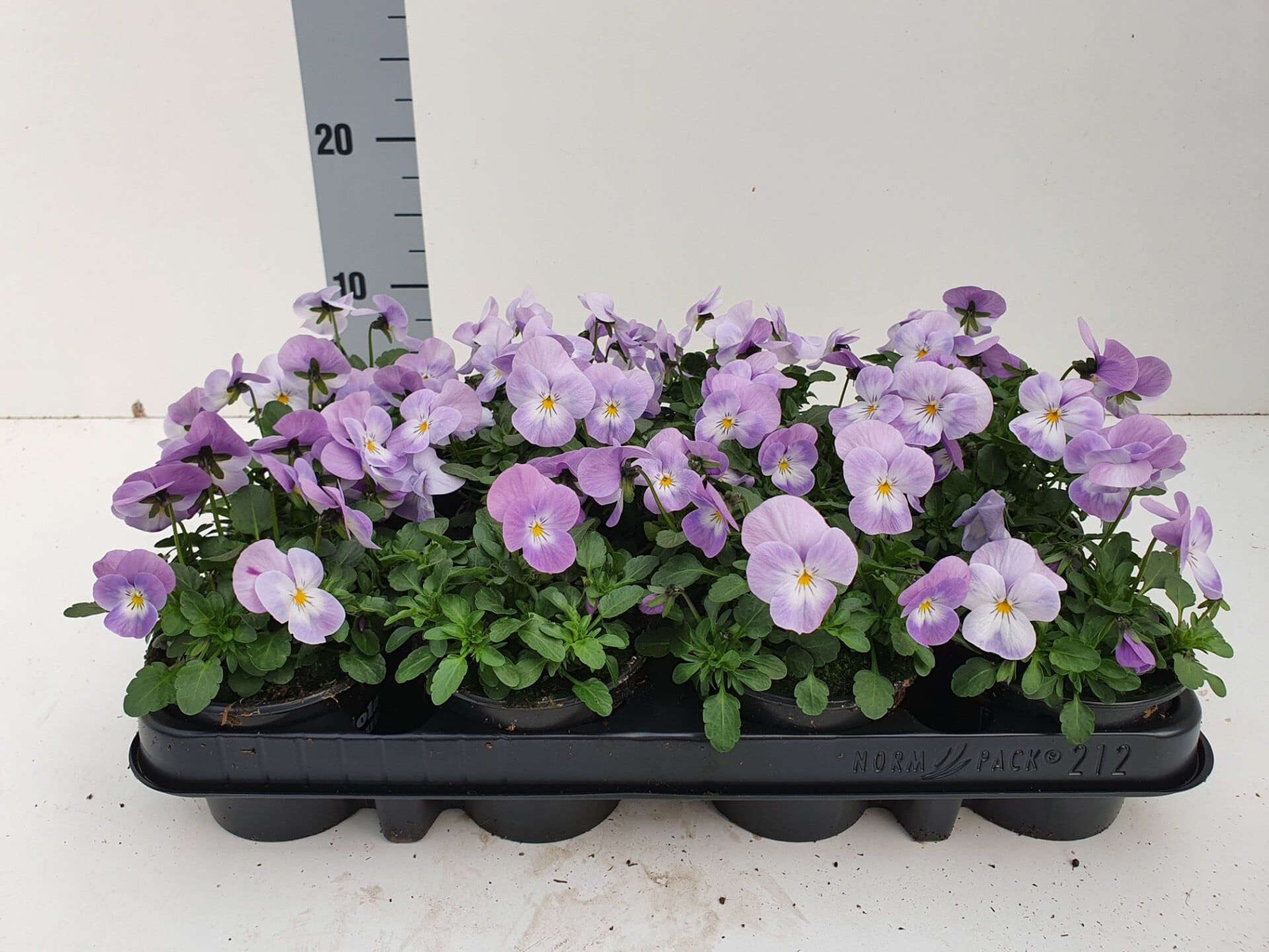 Bosviool lila Viola Cornuta