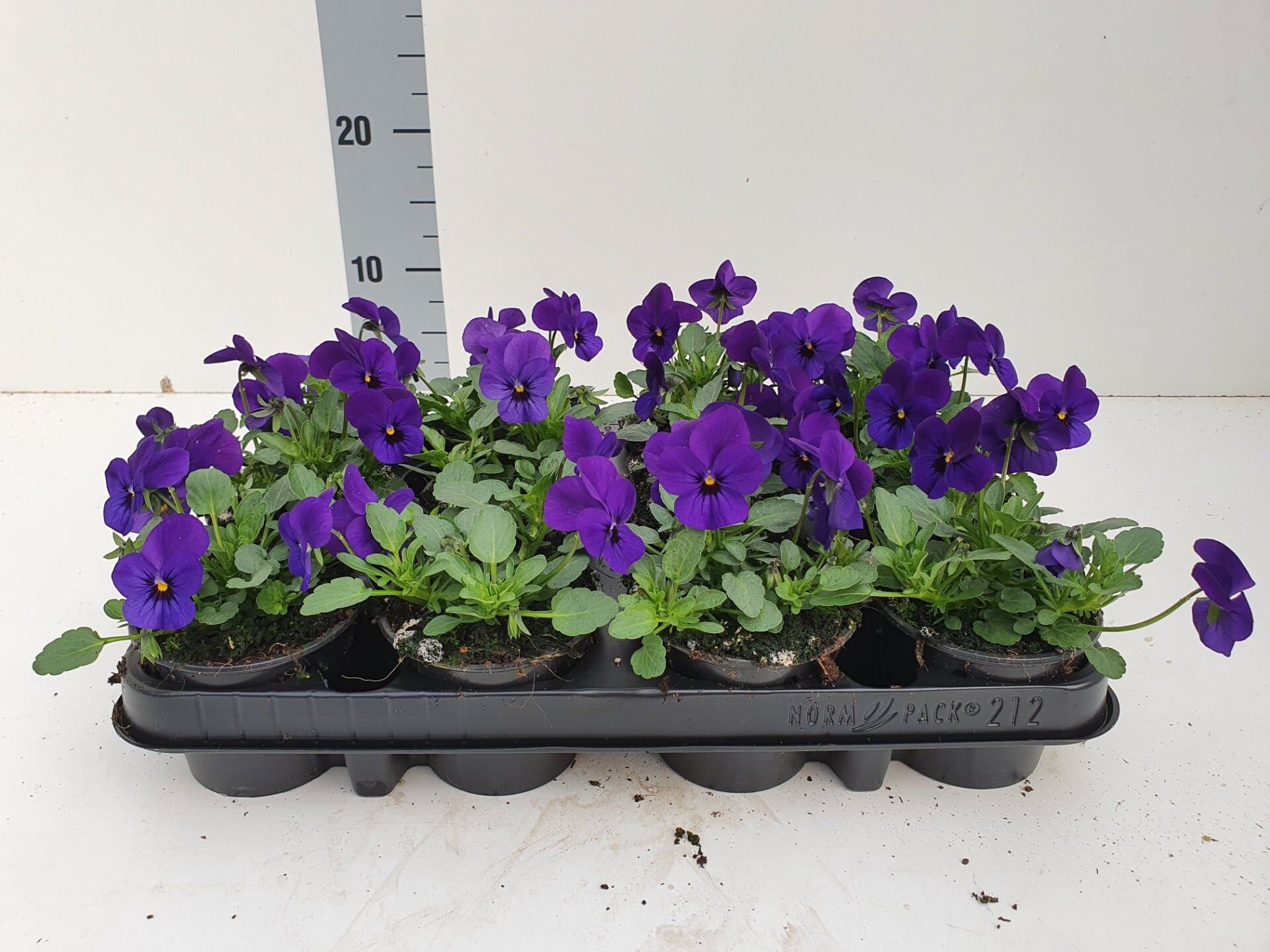 Bosviool paars Viola Cornuta