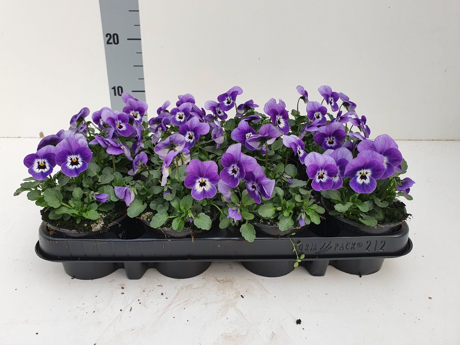 Bosviool paars met wit hart Viola Cornuta