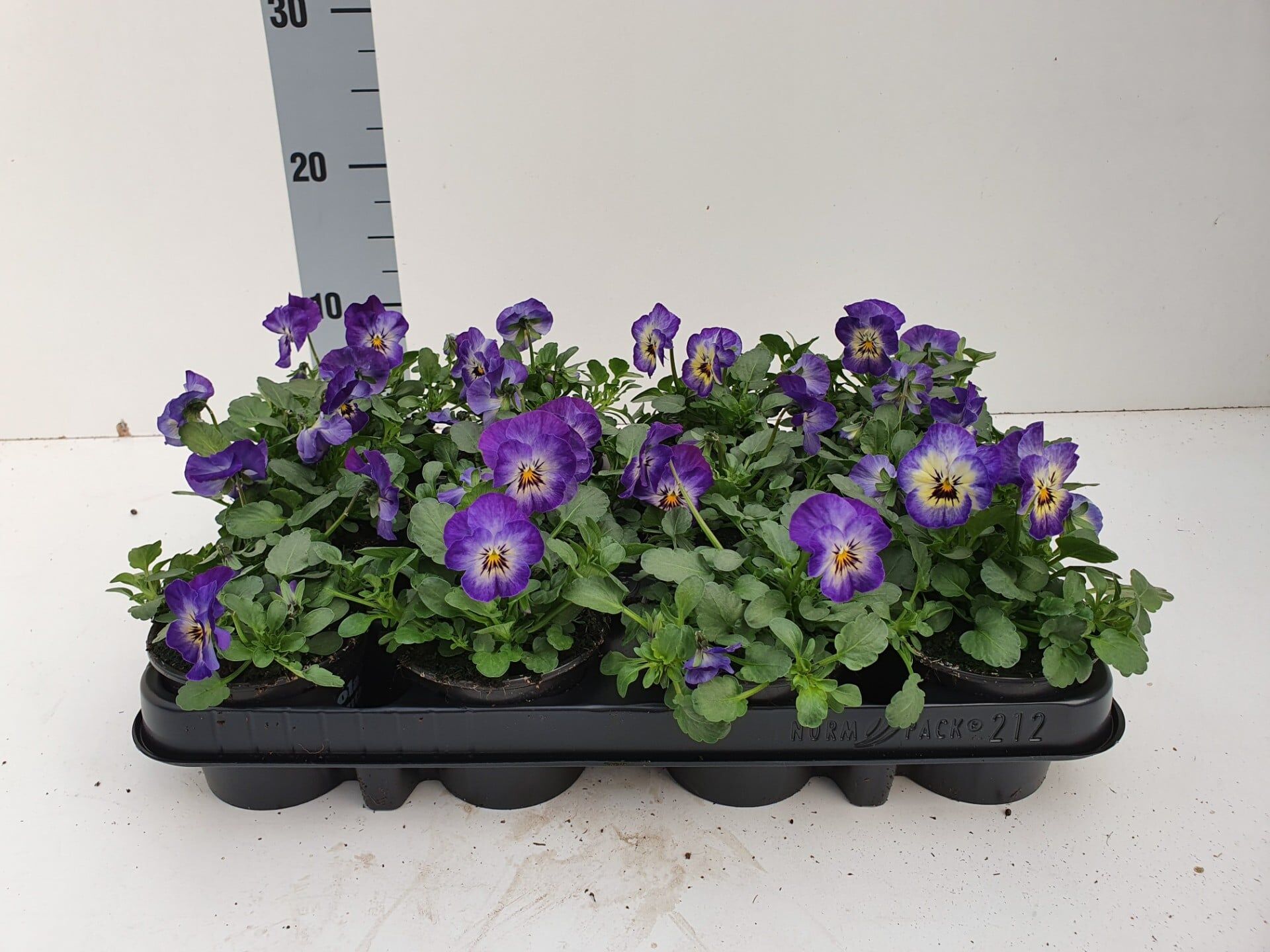Bosviool paars met witgeel hart Viola Cornuta