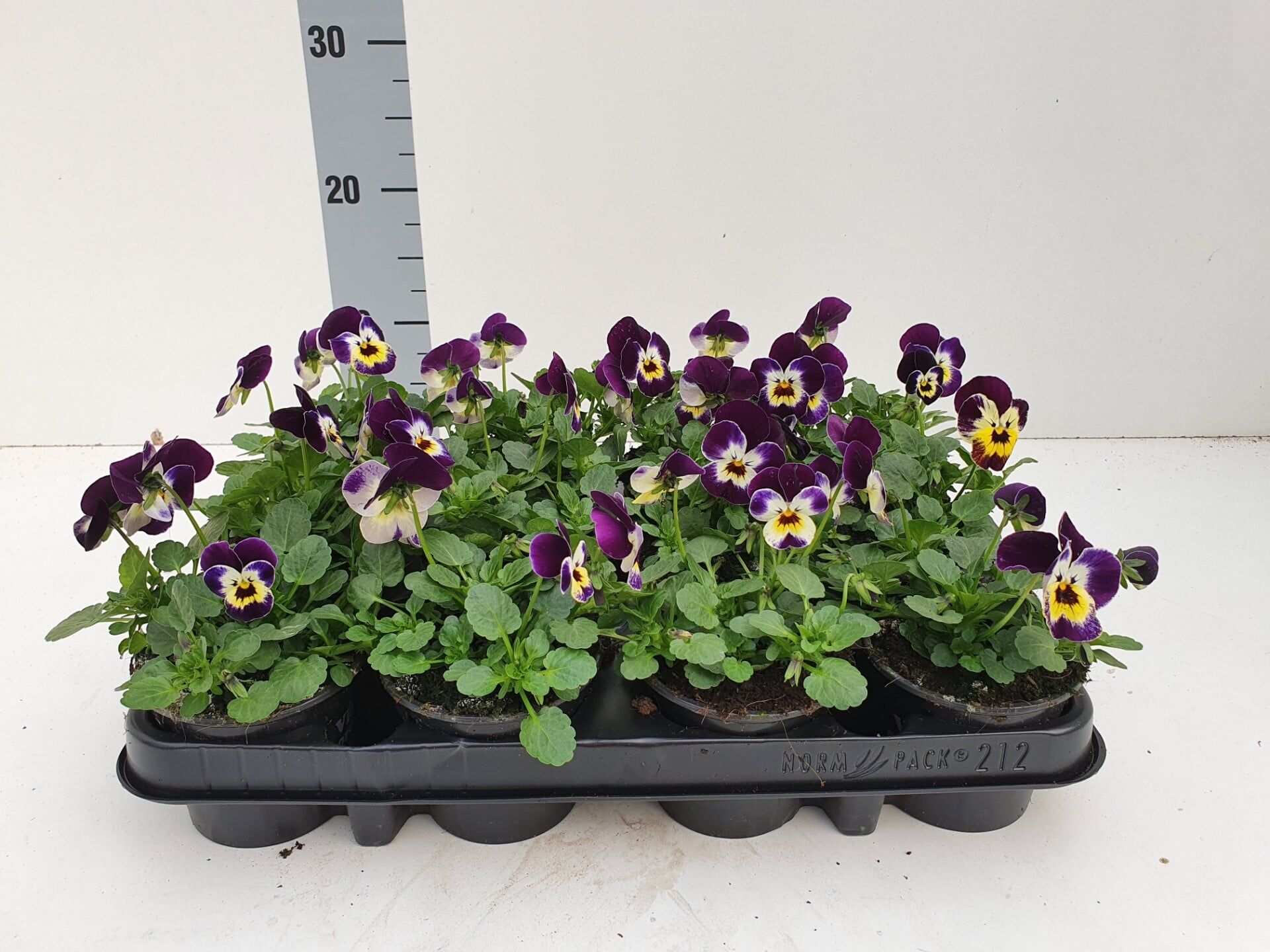 Bosviool paars wit geel Viola Cornuta