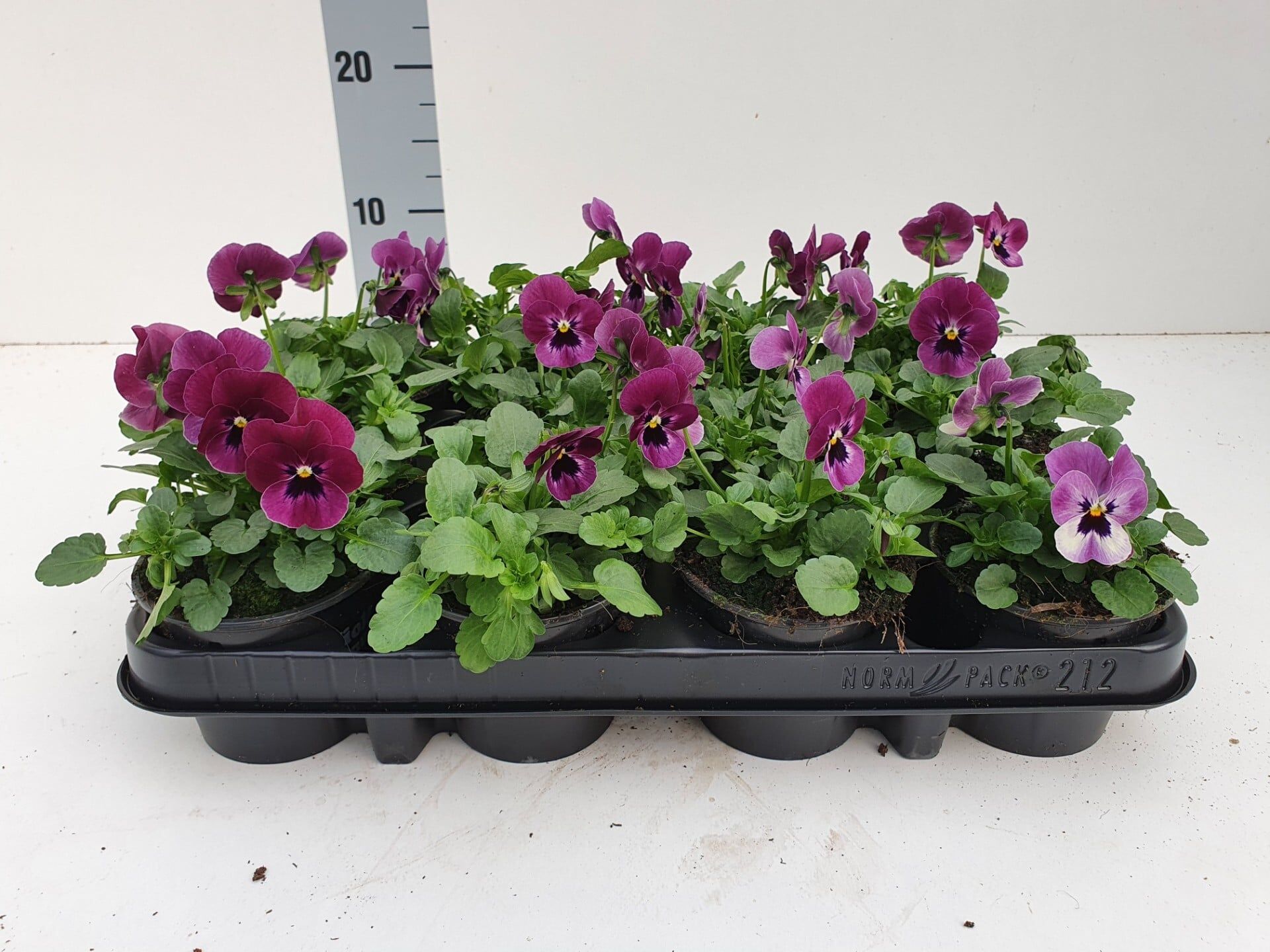 Bosviool paarsroze Viola Cornuta