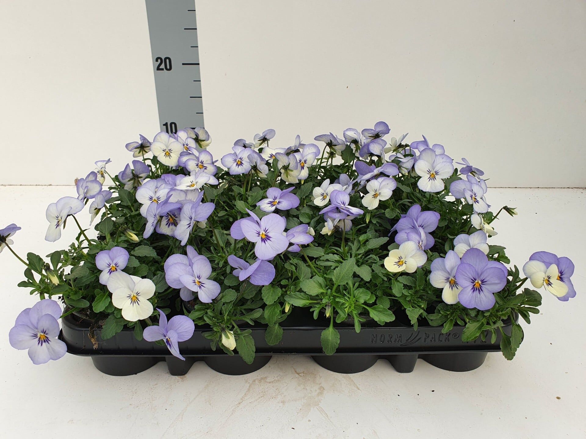 Bosviool wit blauw Viola Cornuta