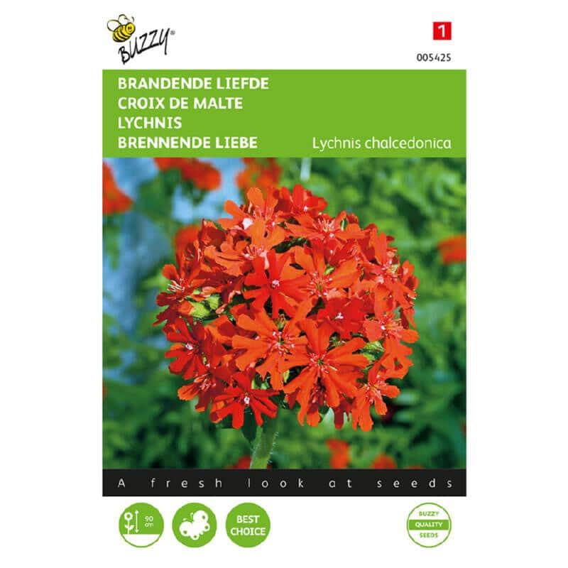 Buzzy Bloemzaad Brandende Liefde Lychnis Chalcedonica