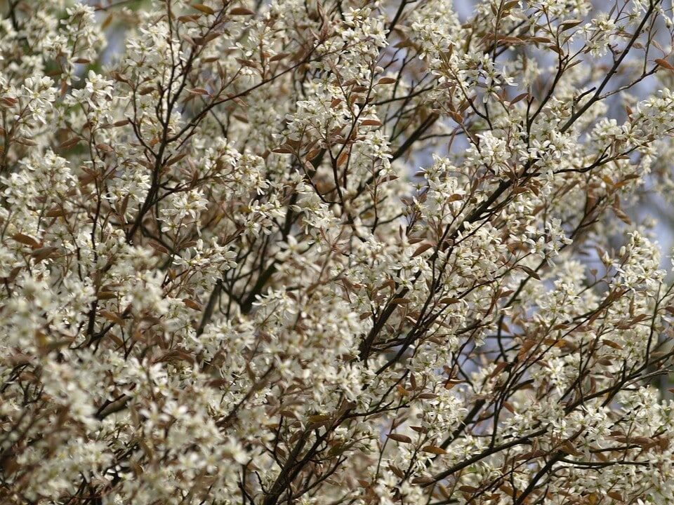 Krentenboompje Amelanchier laevis Snowflakes