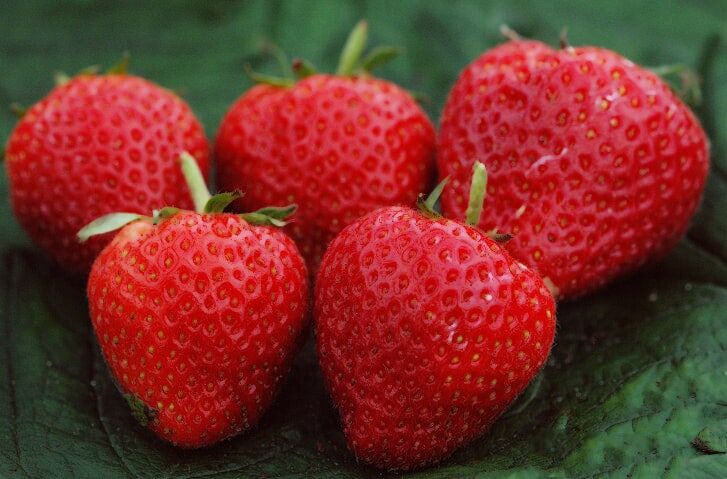 Aardbeien - Fragaria Elsanta - 3 stuks