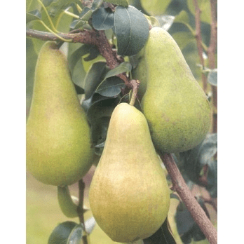 Pyrus Concorde Laagstam Perenboom