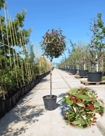 Photinia fraseri Red Robin - Glansmispel Bolboom