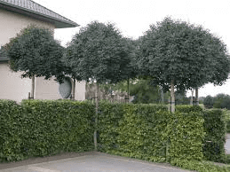 Fraxinus ornus Meczek Bol-es