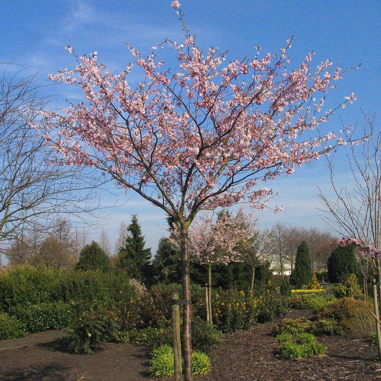 Japanse sierkers Prunus Accolade Bolboom