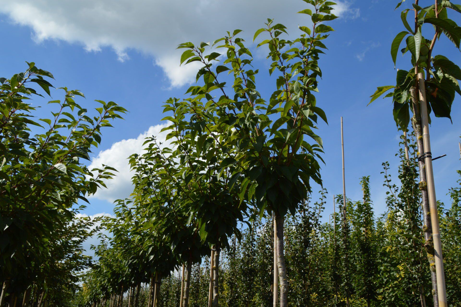 Katta yoshdagi ayollar uchun jinsiy aloqada quvonch Katya Sambuca yalangoch