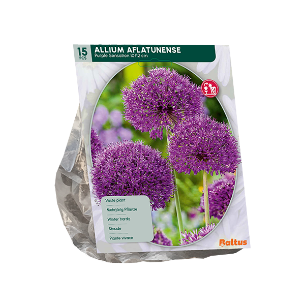 Allium Purple Sensation