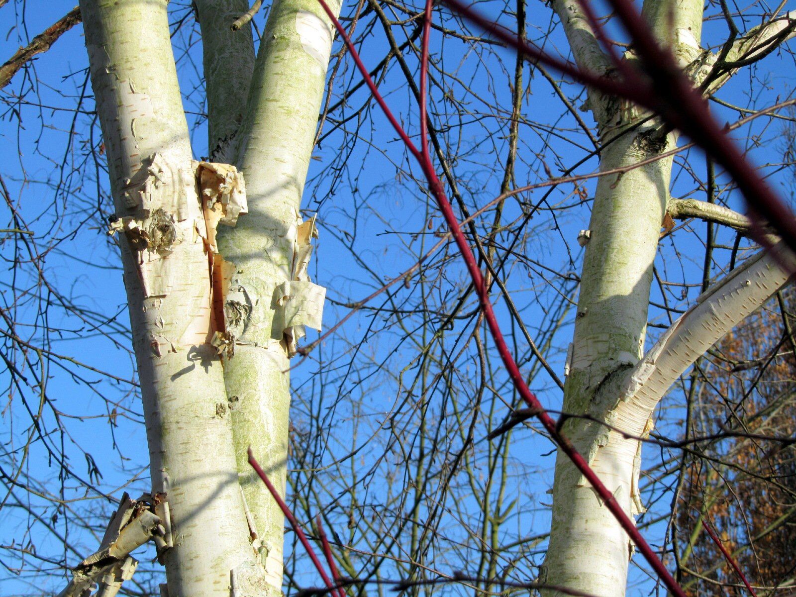 Zilverberk Betula Utilis Doorenbos