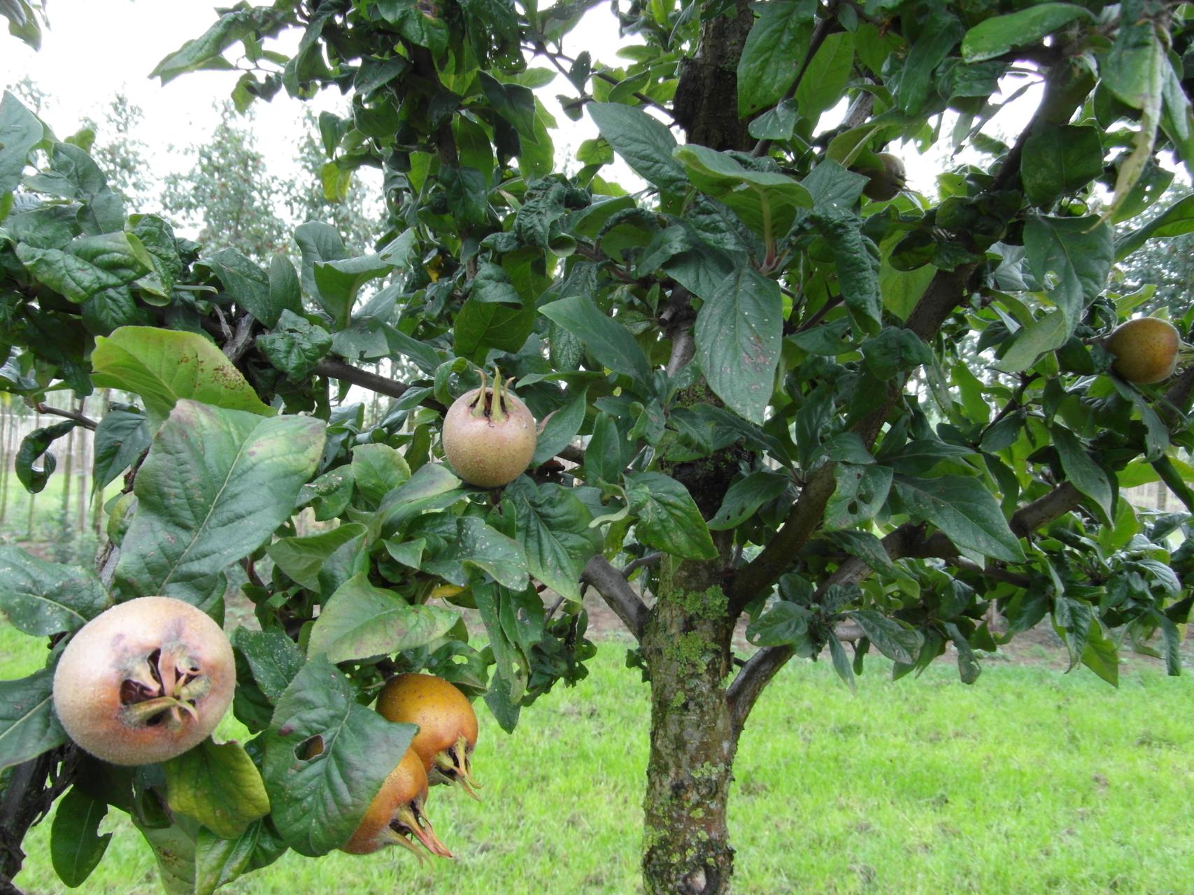 Mespilus Germanica Mispelboom