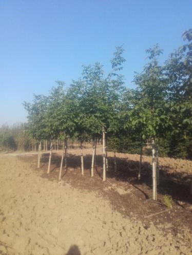 Juglans regia - Gewone walnoot, okkernoot