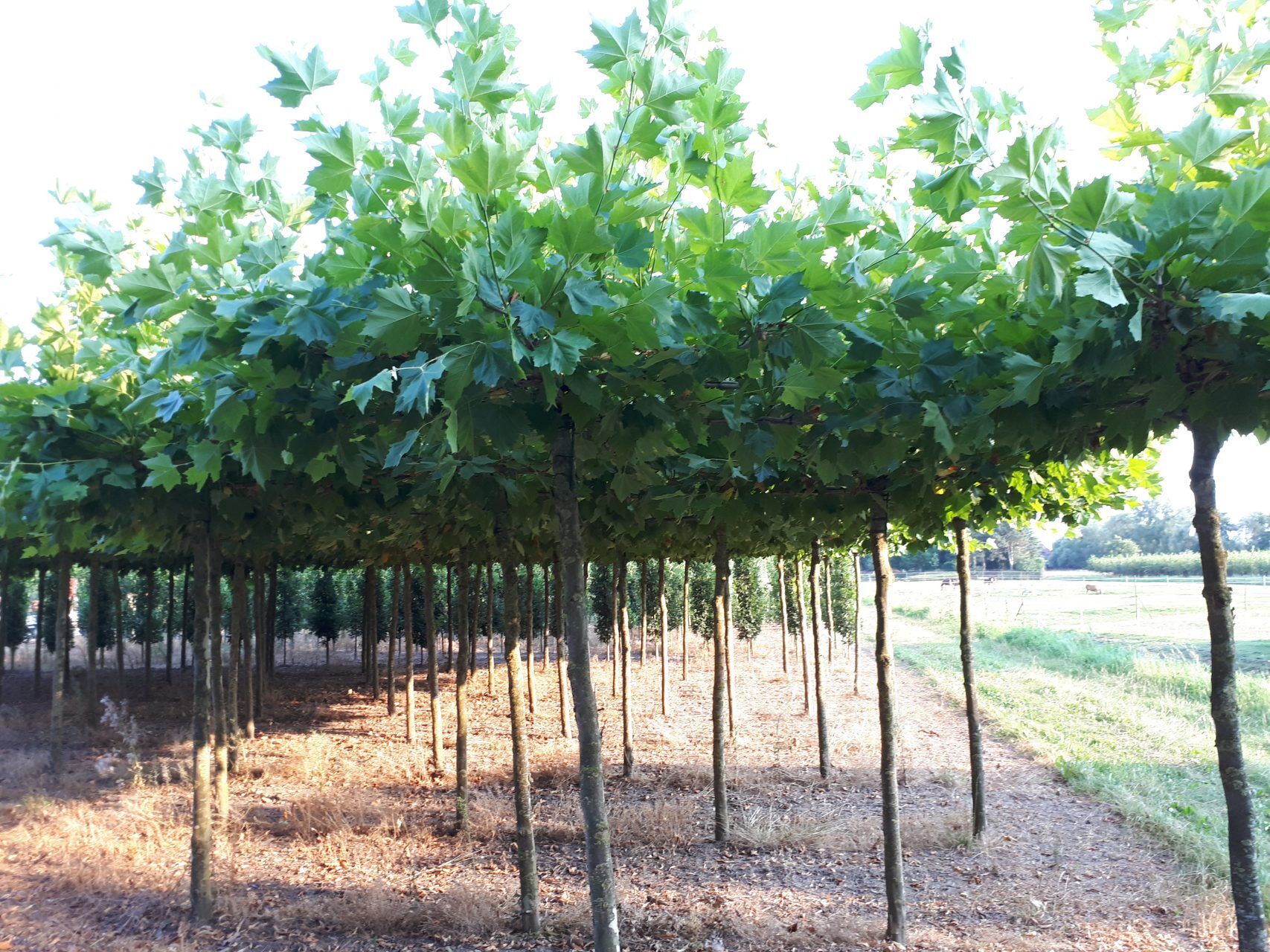 Dakplataan Platanus Hispanica meerjarig voorgeleid