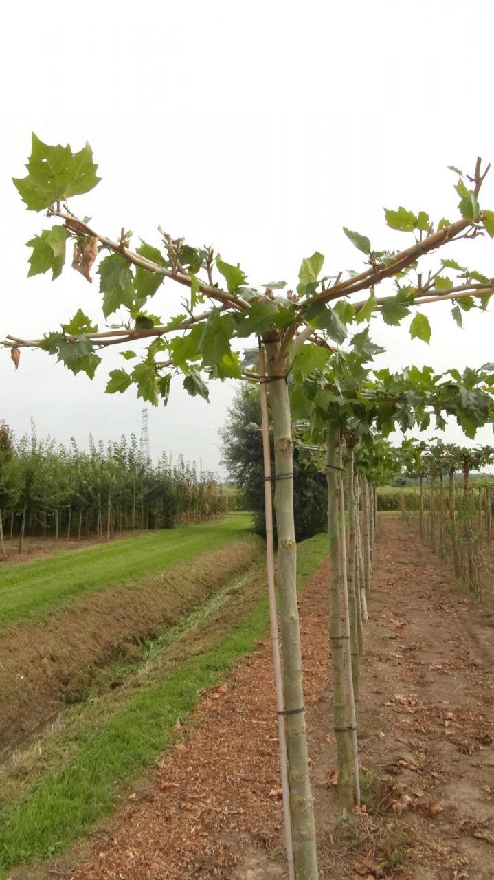 platanus hispanica dak