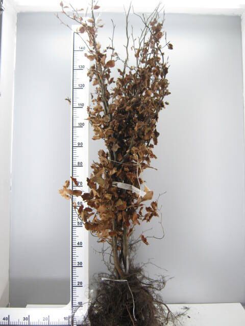 Rode Beukenhaag Fagus sylvatica Atropunicea - Afbeelding 2