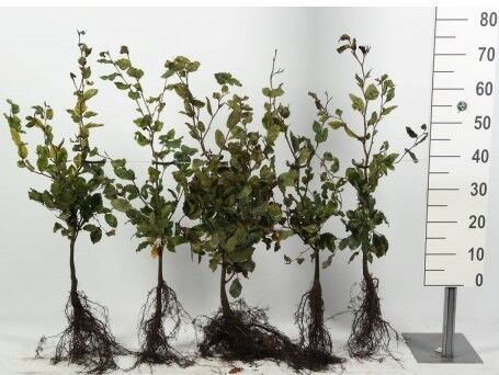Groene Beukenhaag Fagus sylvatica - Afbeelding 2
