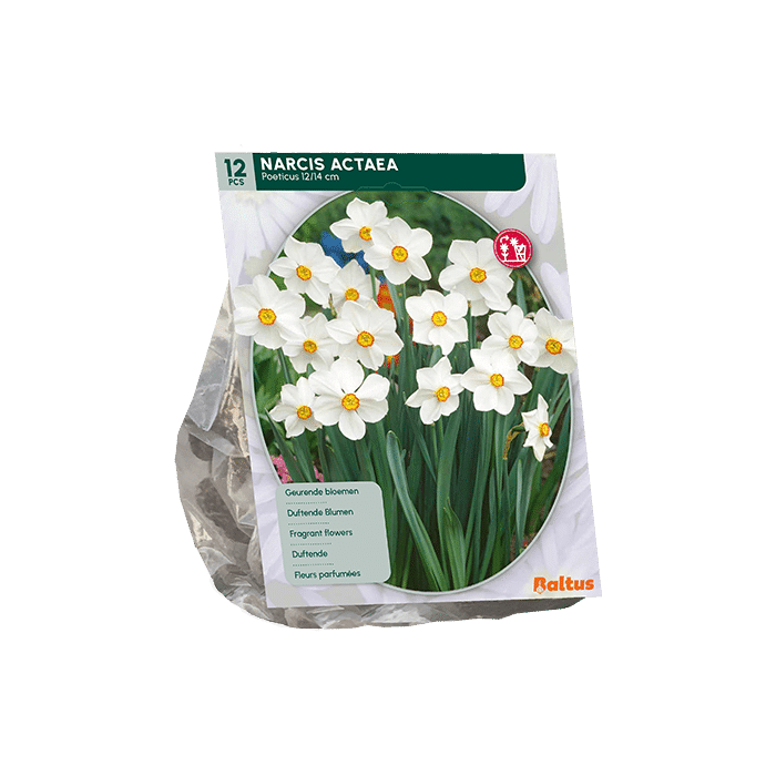 Narcis Actaea Bloembollen