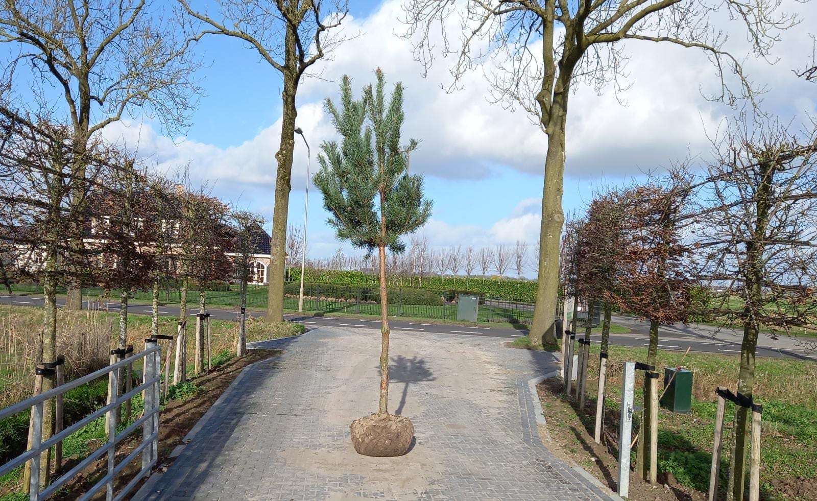 Pinus Sylvestris Grove Den, Vliegden