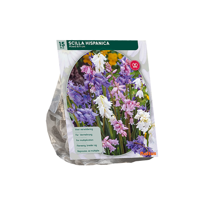 Scilla Hispanica Mix boshyacint