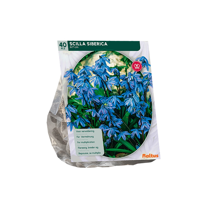 Scilla Siberica Sterhyacint