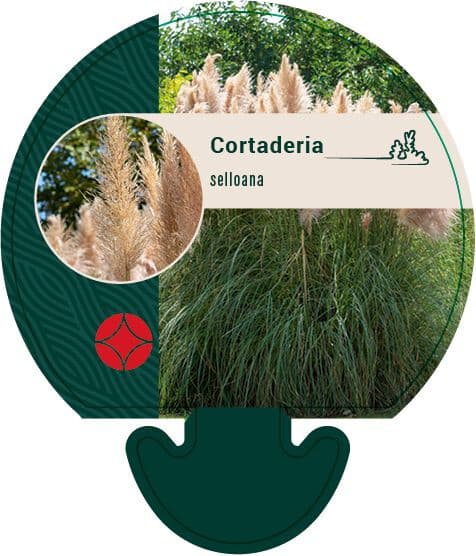 Pampasgras Cortaderia selloana Pumila Siergras