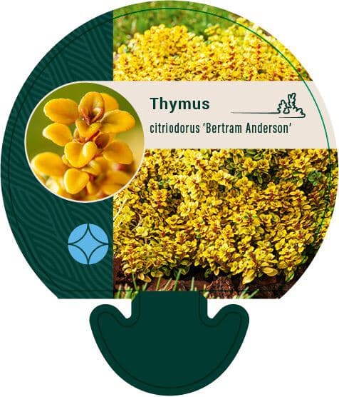 Citroentijm Thymus citriodorus Bertram Anderson Kruidenplant