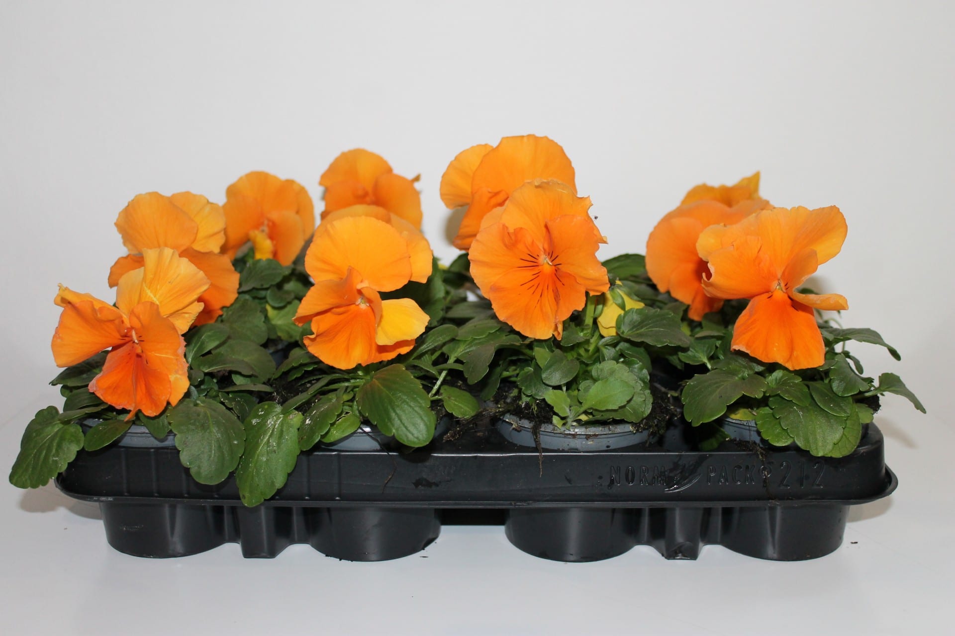 Viooltje grootbloemig Oranje per 3