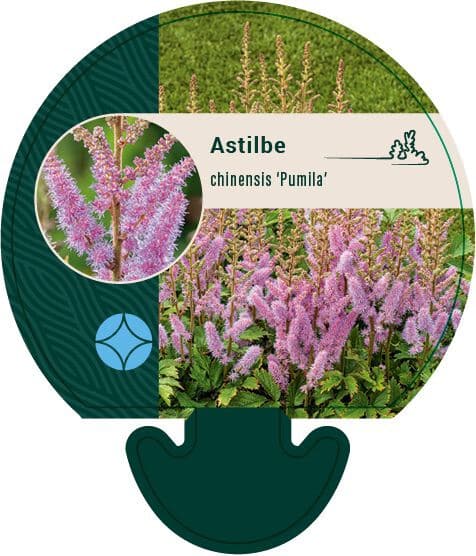 Astilbe chinensis Pumila - Pluimspirea