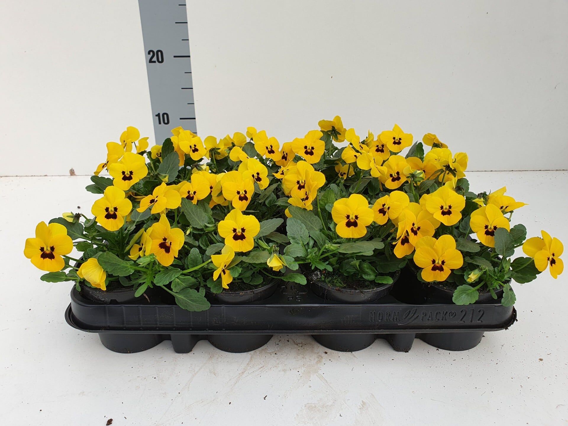 Bosviool geel Viola Cornuta