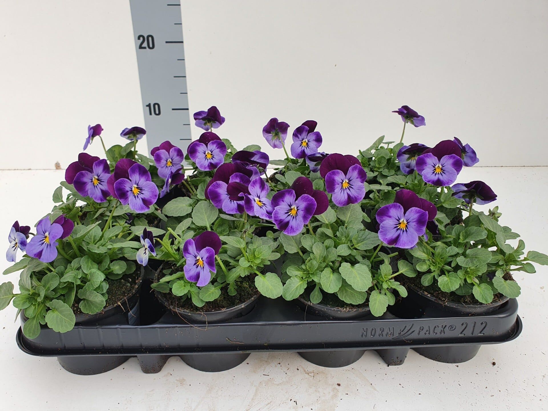 Bosviool lichtpaars donkerpaars Viola Cornuta