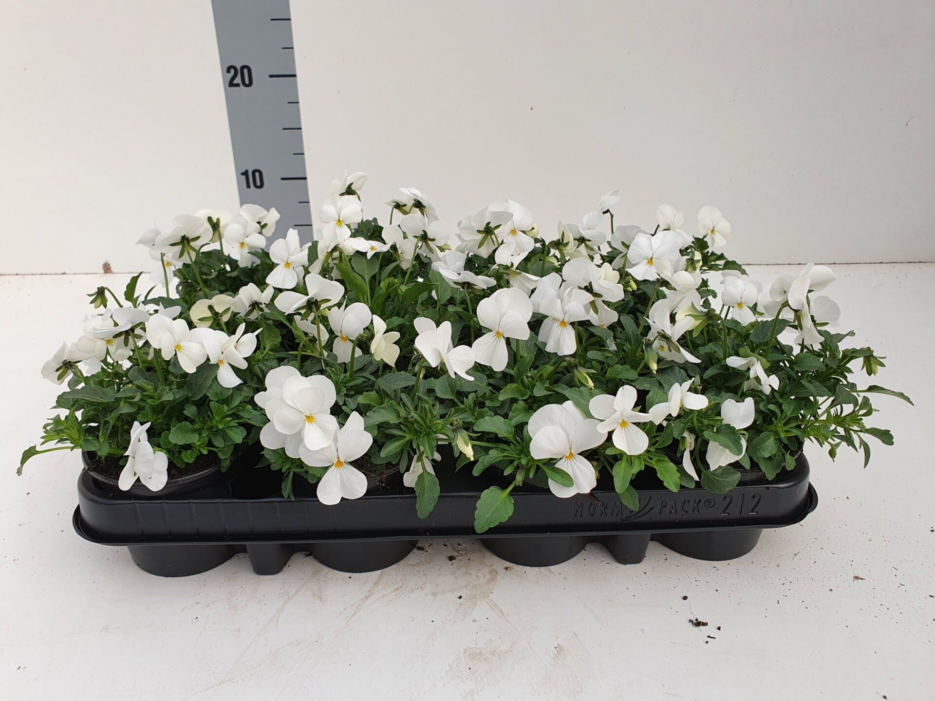 Bosviool wit Viola Cornuta