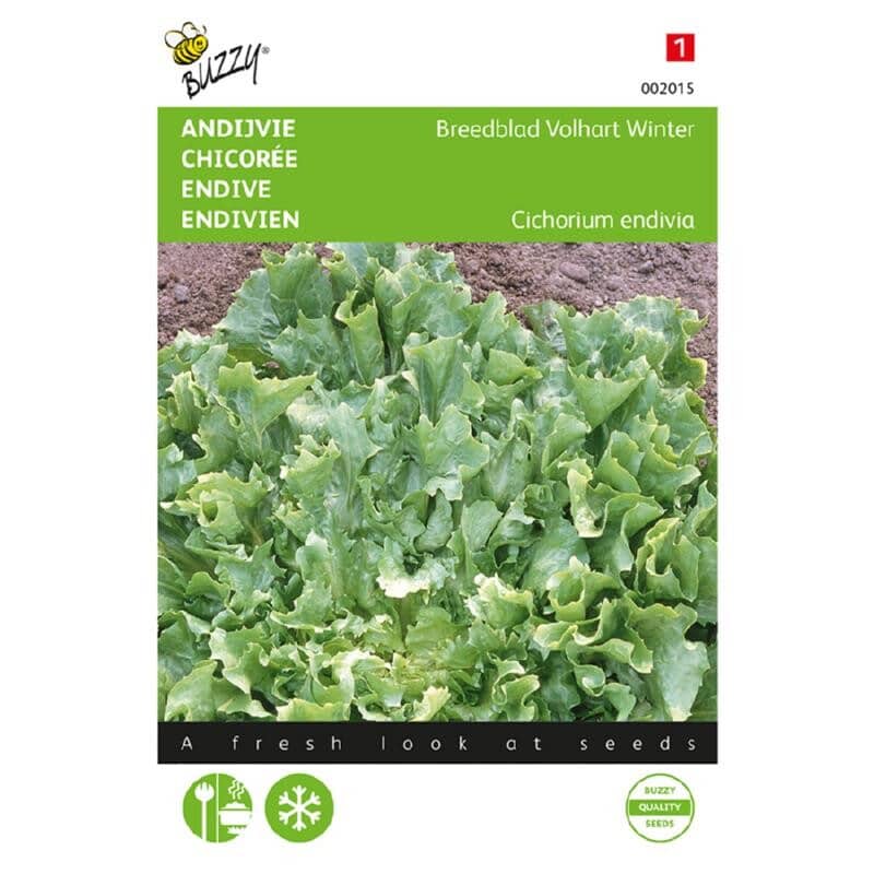 Buzzy Groentezaad Andijvie Breedblad Volhart Winter Cichorium endivia