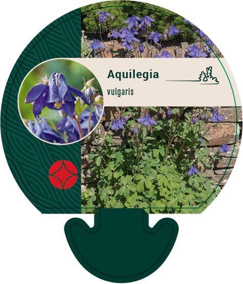 Aquilegia Vulgaris - Akelei Borderplant