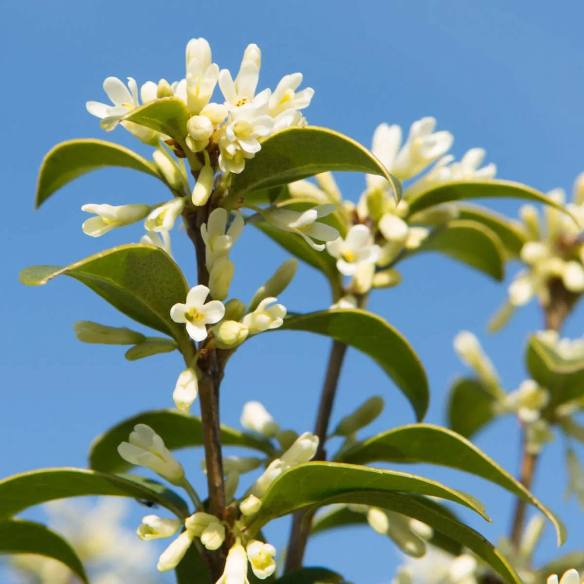 Osmanthus Burkwoodii - Schijnhulst - Afbeelding 2