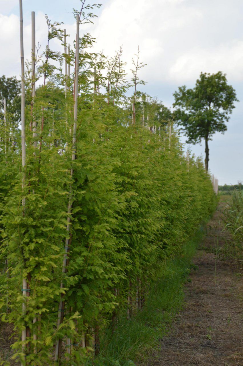 Metasequoia glyptostroboides watercipres - Afbeelding 4