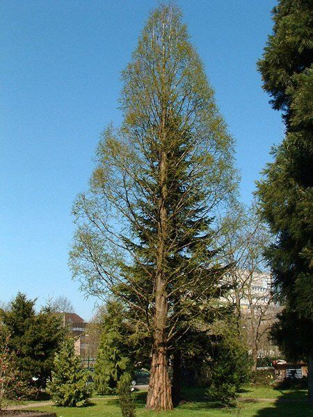 Metasequoia glyptostroboides watercipres