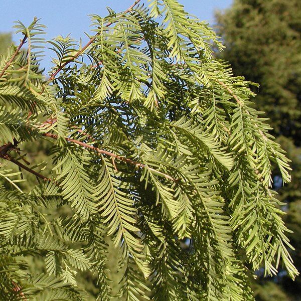 Metasequoia glyptostroboides watercipres - Afbeelding 2