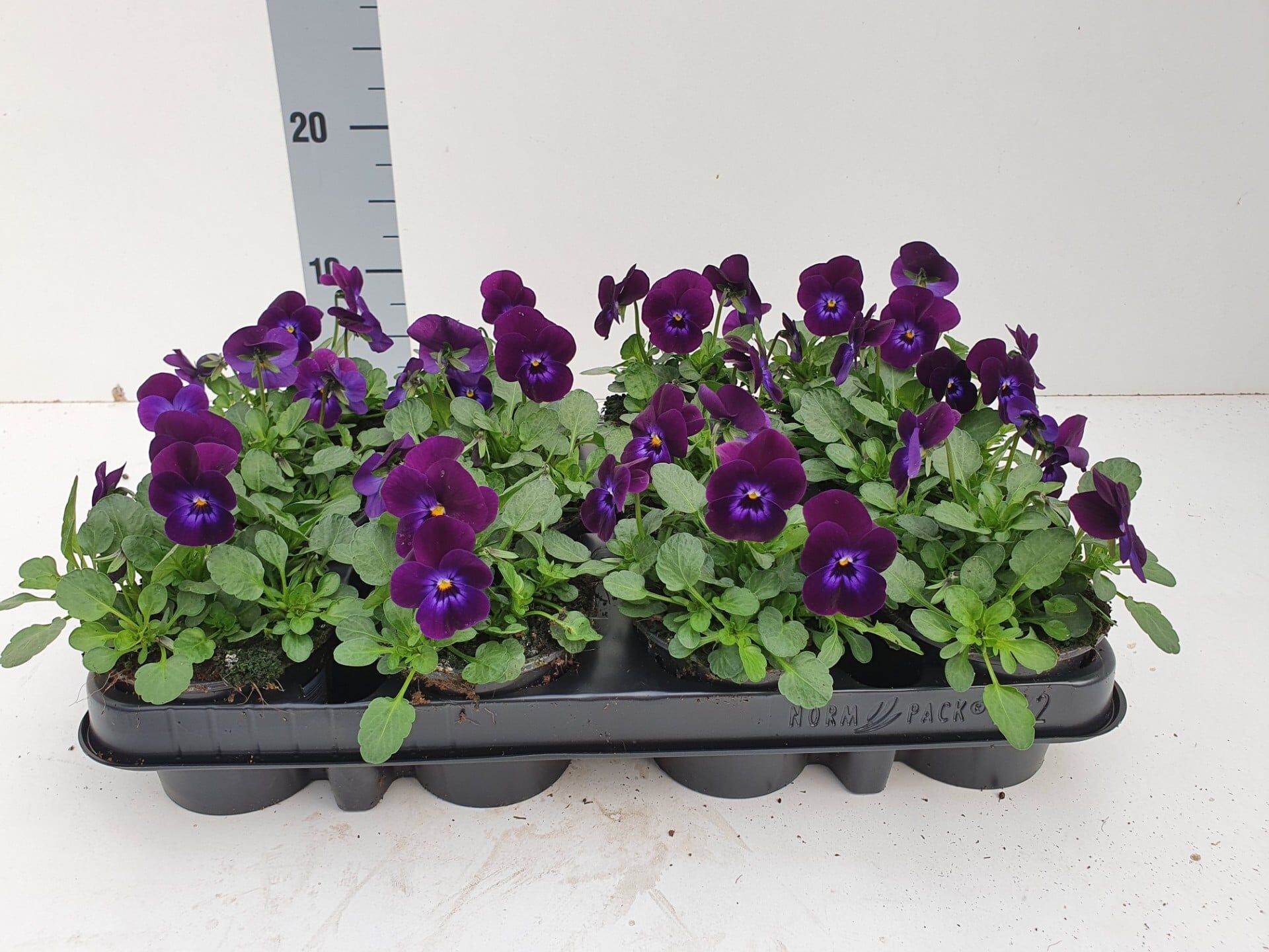 Bosviool donkerpaars Viola Cornuta