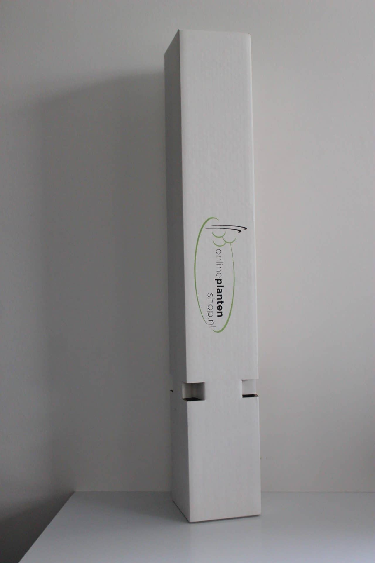 Kers - Prunus avium Regina - Afbeelding 2