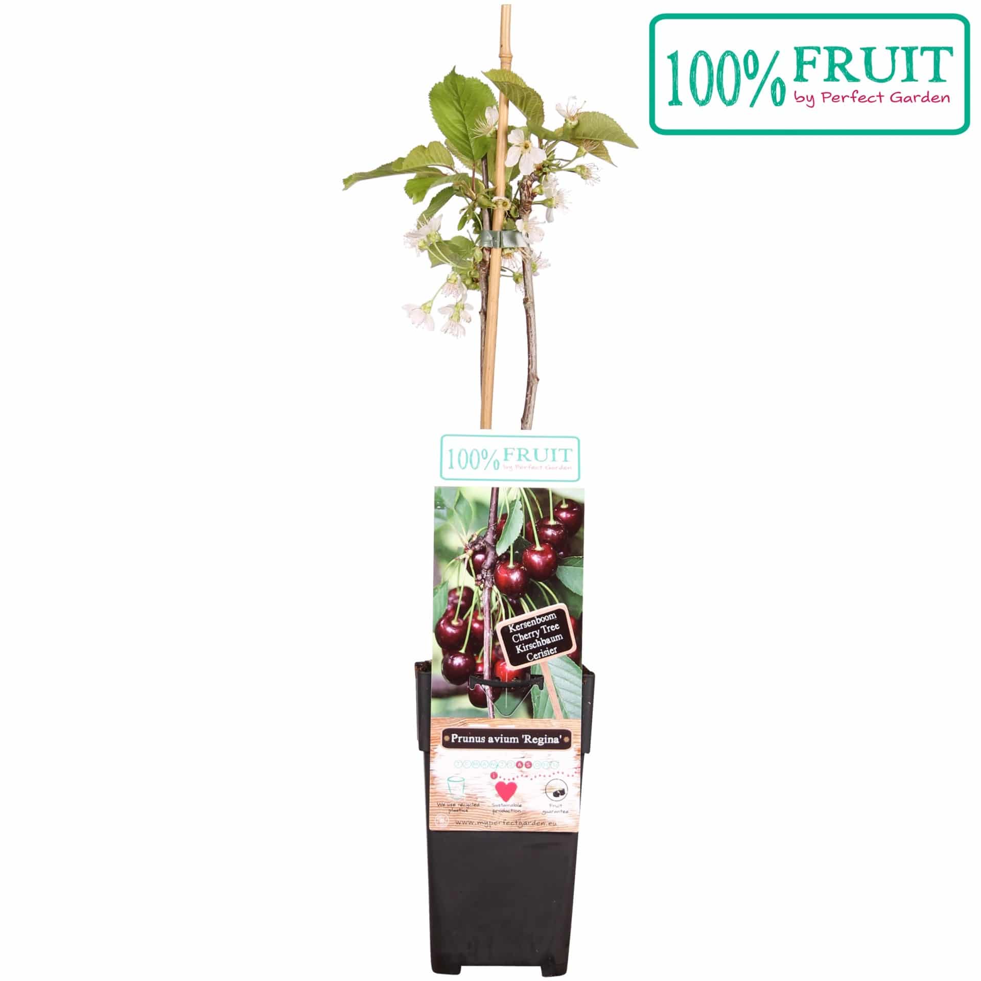 Kers - Prunus avium Regina